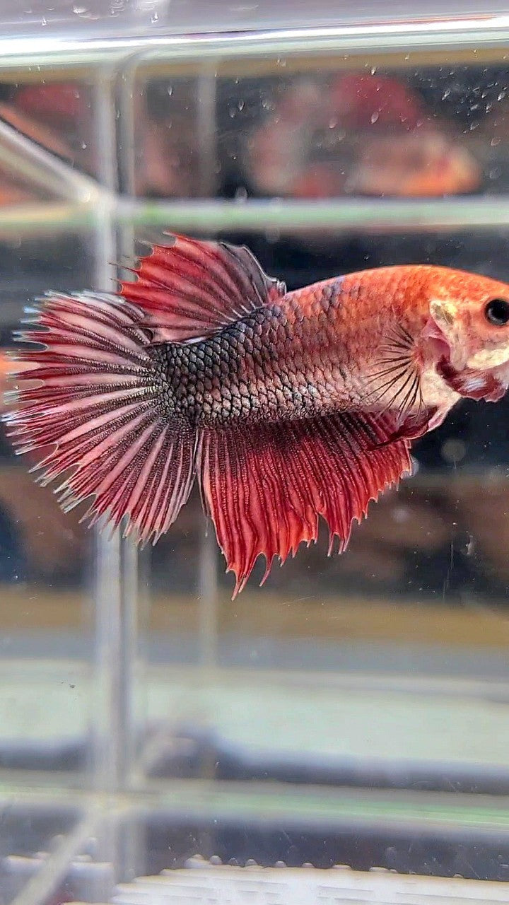 XL FEMALE CROWNTAIL HALFMOON COPPER RED BETTA FISH