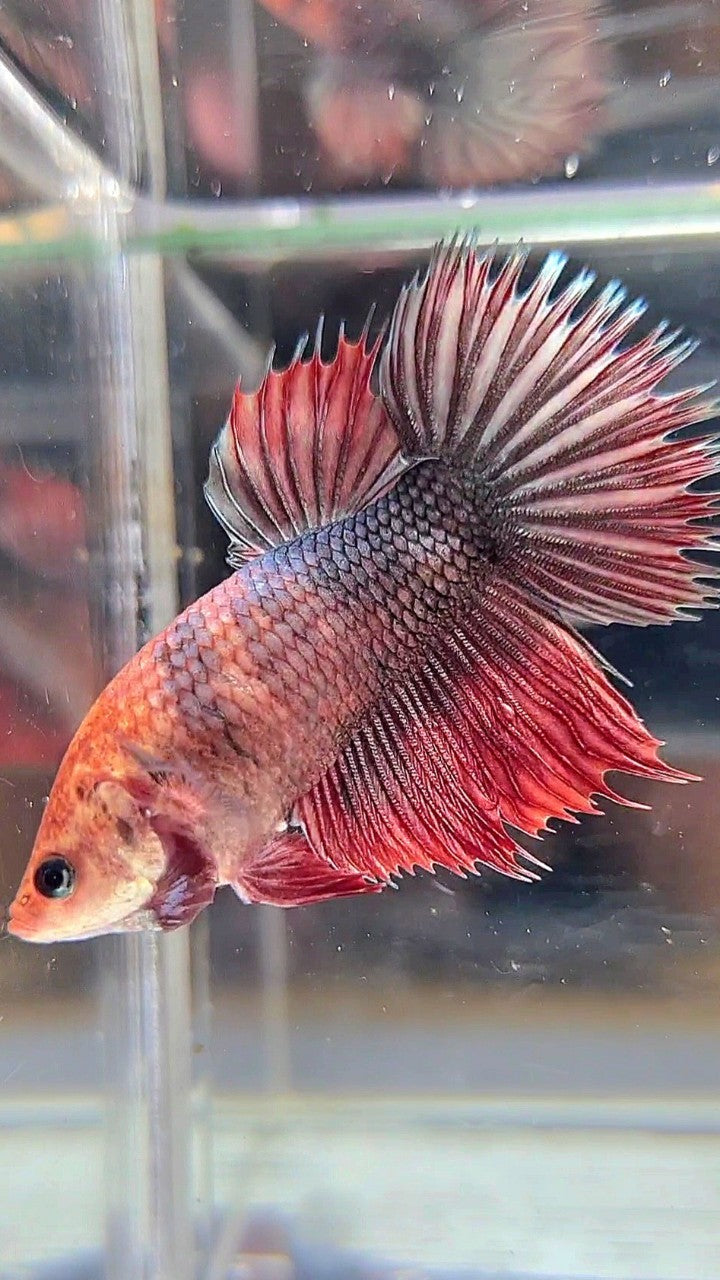 XL FEMALE CROWNTAIL HALFMOON COPPER RED BETTA FISH