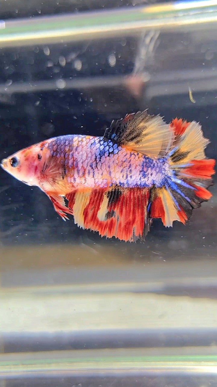 FEMALE HALFMOON ROSETAIL YELLOW ORANGE MULTICOLOR BETTA FISH