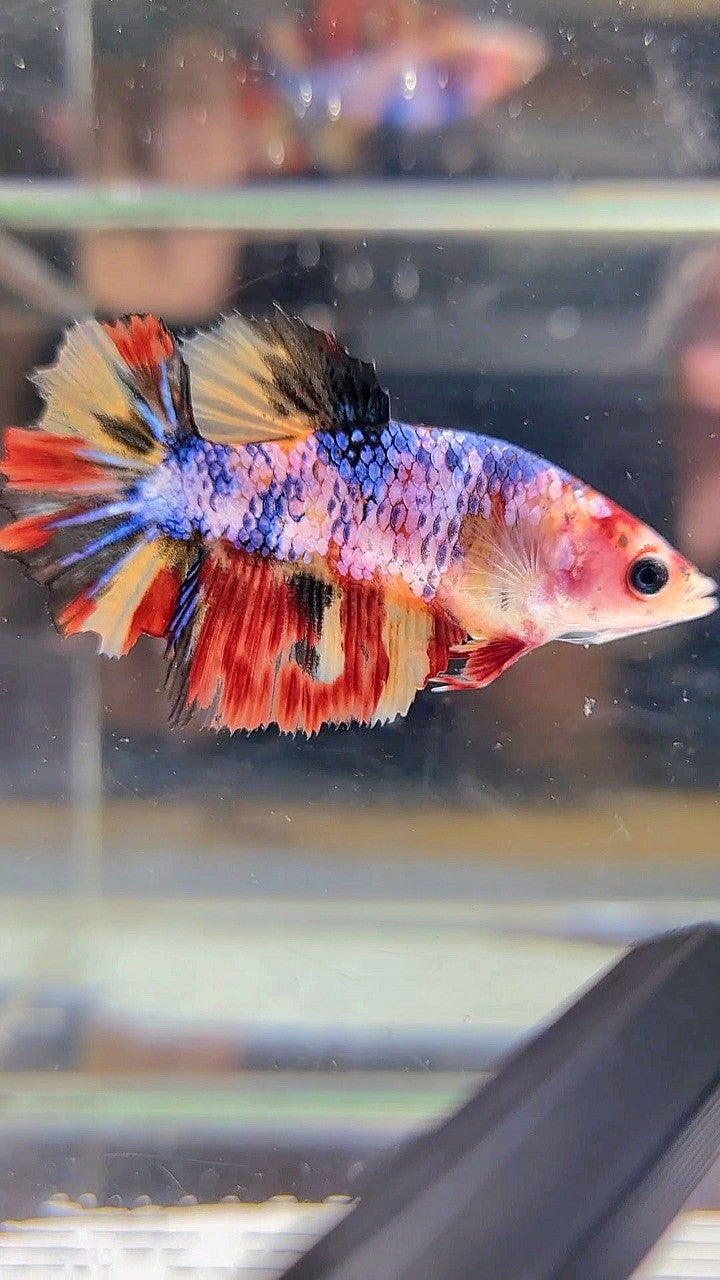 FEMALE HALFMOON ROSETAIL YELLOW ORANGE MULTICOLOR BETTA FISH