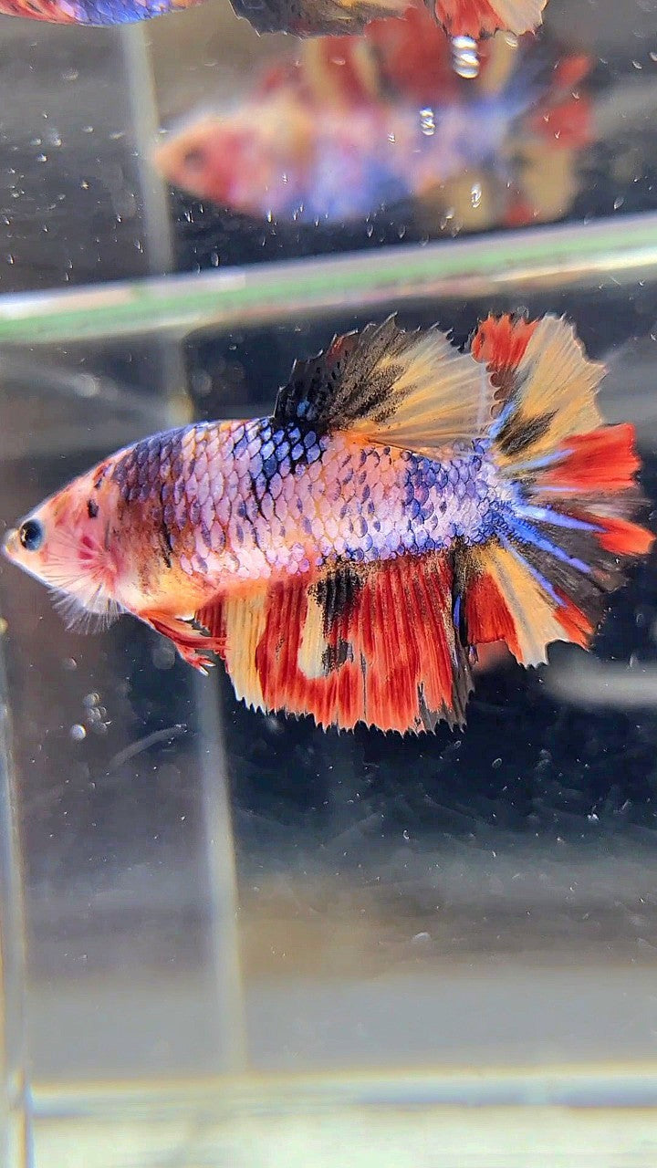 FEMALE HALFMOON ROSETAIL YELLOW ORANGE MULTICOLOR BETTA FISH