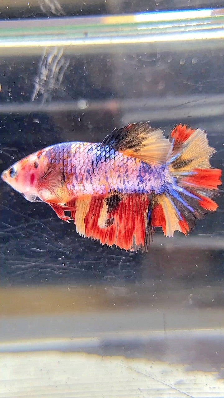 FEMALE HALFMOON ROSETAIL YELLOW ORANGE MULTICOLOR BETTA FISH