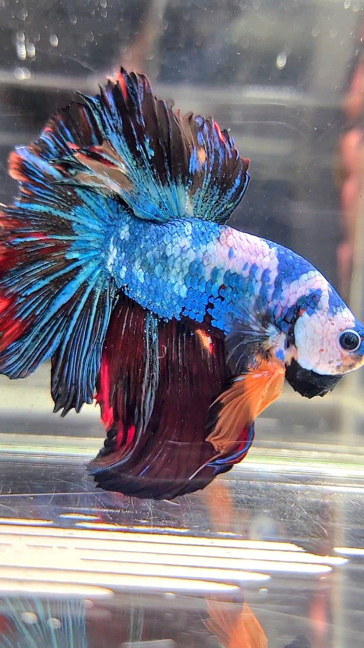 XL HALFMOON ROSETAIL BLUE BLACK FANCY MULTICOLOR BETTA FISH