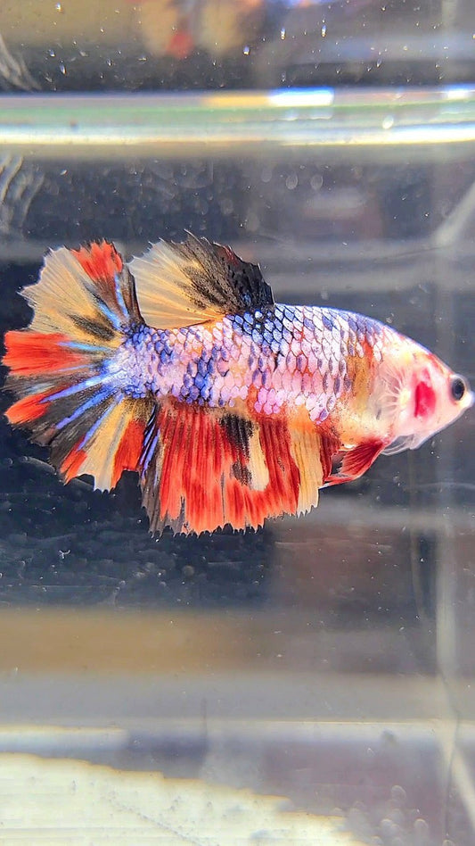 FEMALE HALFMOON ROSETAIL YELLOW ORANGE MULTICOLOR BETTA FISH