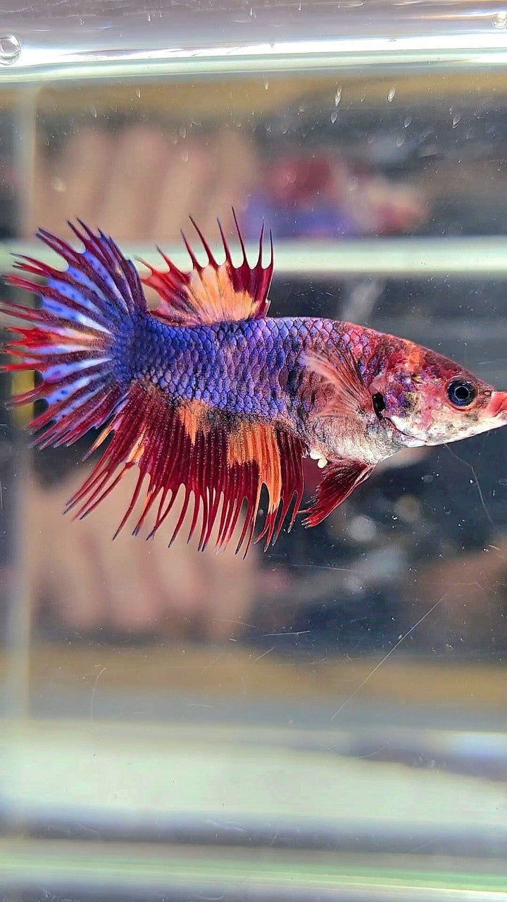 FEMALE CROWNTAIL BLUE FIRE MULTICOLOR BETTA FISH