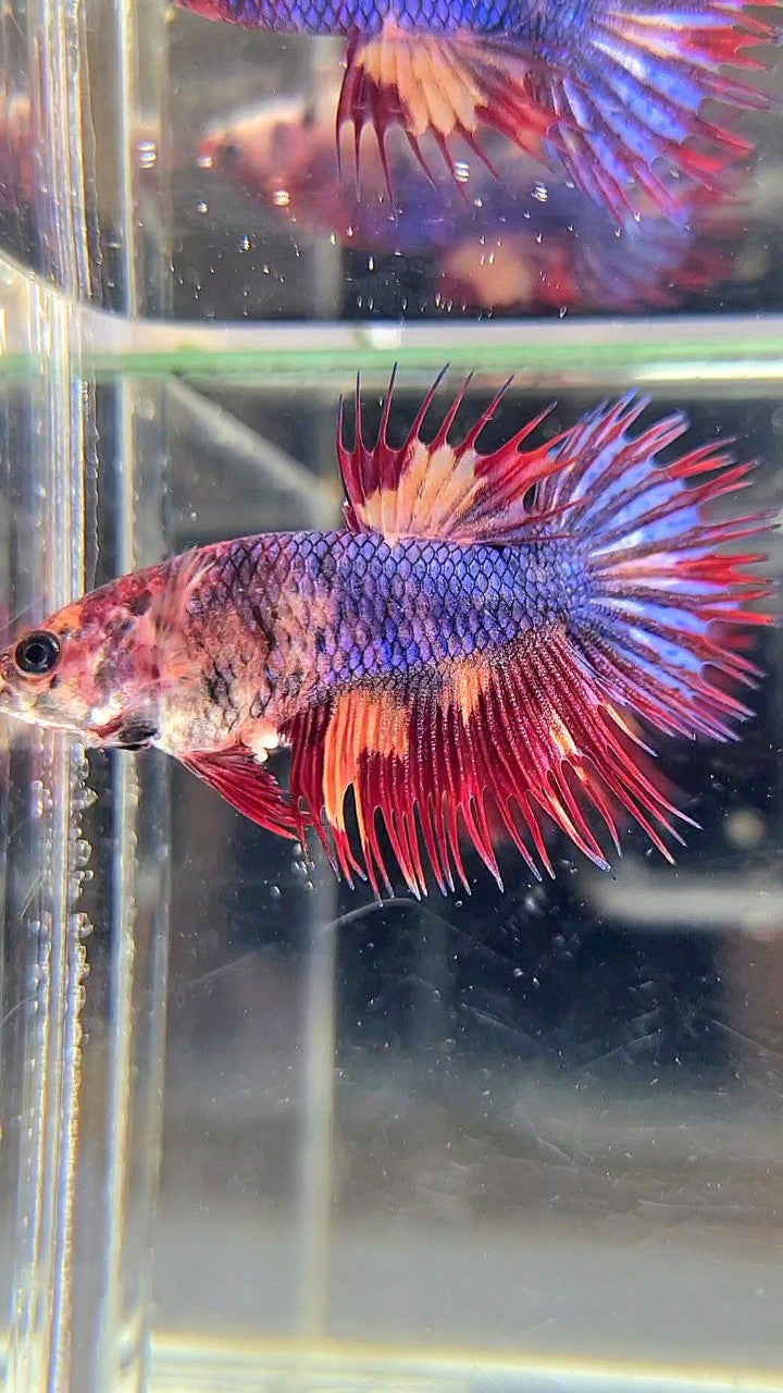 FEMALE CROWNTAIL BLUE FIRE MULTICOLOR BETTA FISH