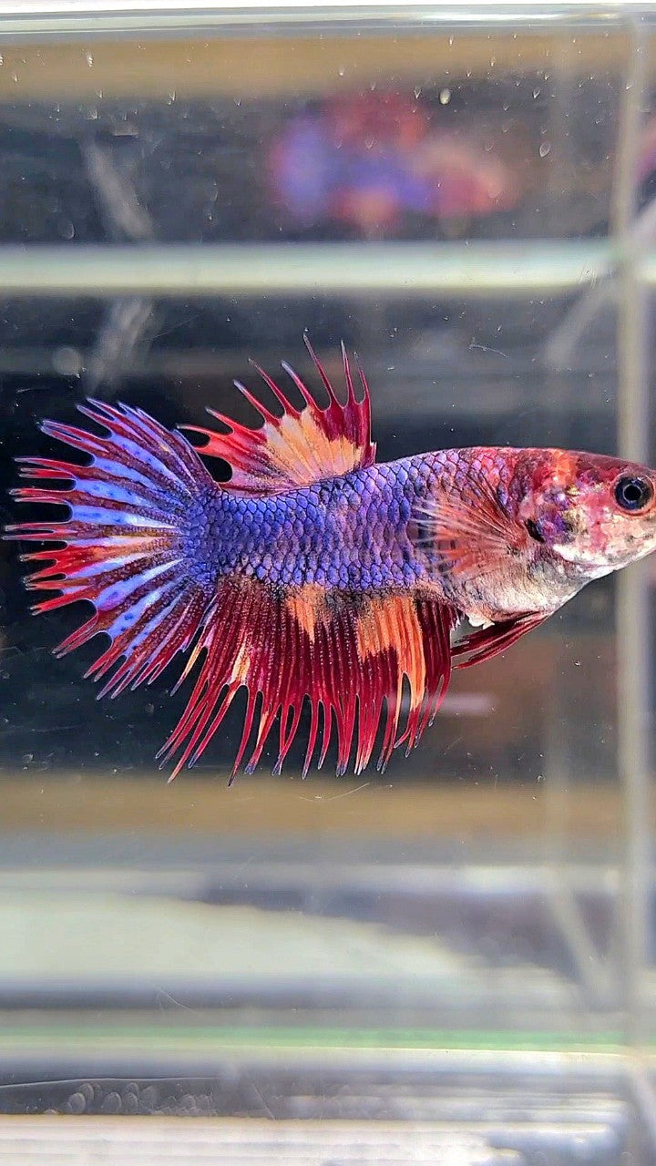 FEMALE CROWNTAIL BLUE FIRE MULTICOLOR BETTA FISH