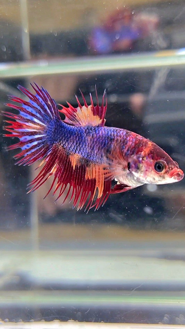 FEMALE CROWNTAIL BLUE FIRE MULTICOLOR BETTA FISH