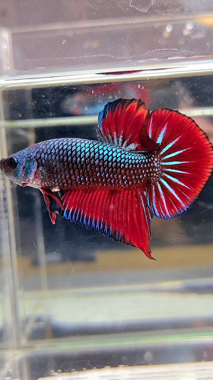 PLAKAT SPADE TAIL RED BLUE CLASSIC BETTA FISH