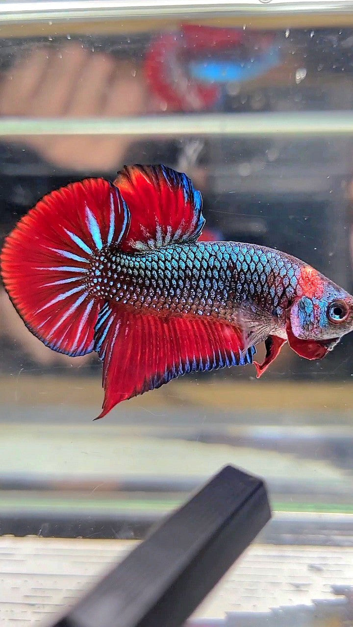 PLAKAT SPADE TAIL RED BLUE CLASSIC BETTA FISH