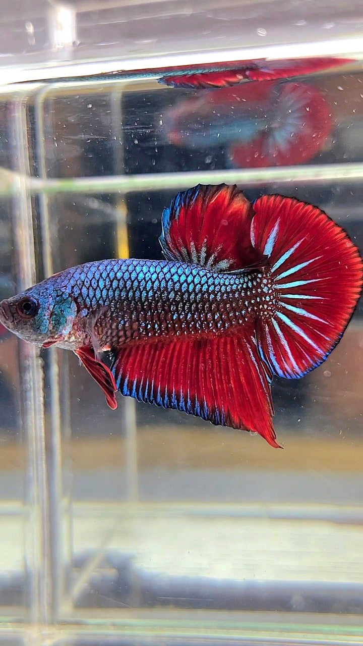 PLAKAT SPADE TAIL RED BLUE CLASSIC BETTA FISH