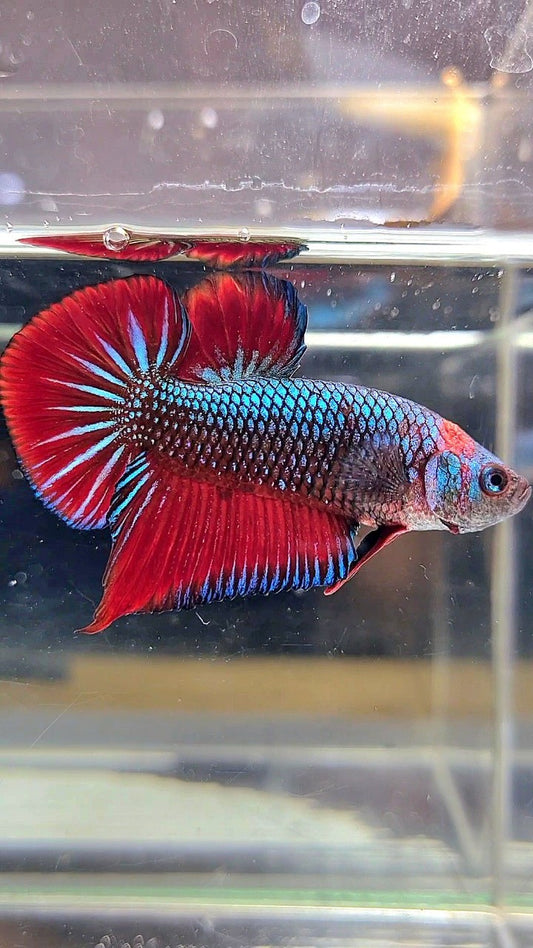 PLAKAT SPADE TAIL RED BLUE CLASSIC BETTA FISH