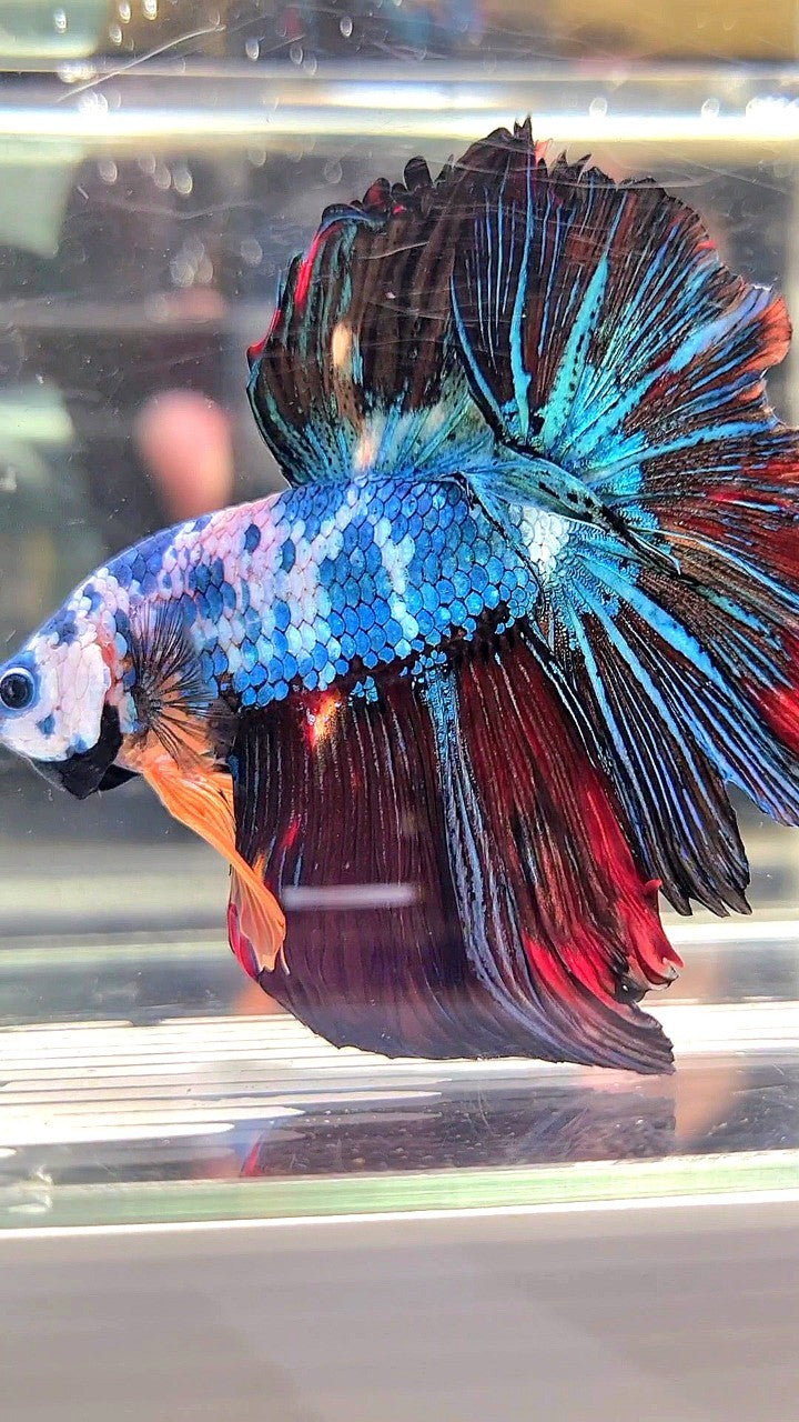 XL HALFMOON ROSETAIL BLUE BLACK FANCY MULTICOLOR BETTA FISH