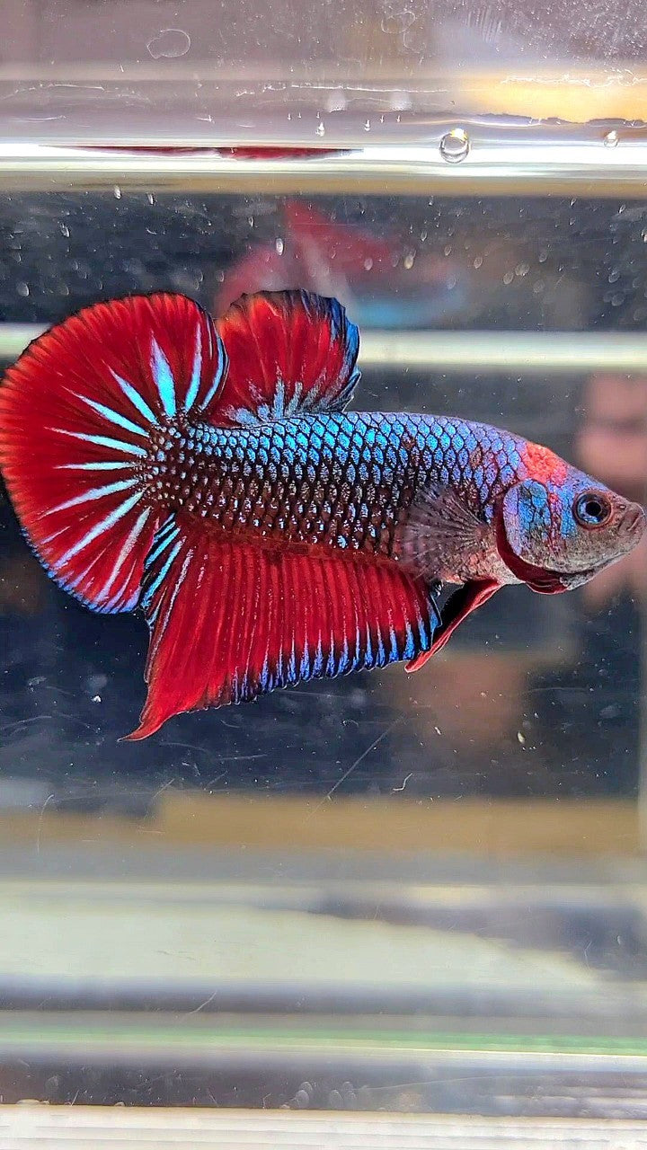 PLAKAT SPADE TAIL RED BLUE CLASSIC BETTA FISH