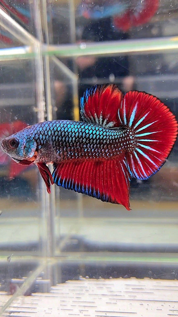 PLAKAT SPADE TAIL RED BLUE CLASSIC BETTA FISH