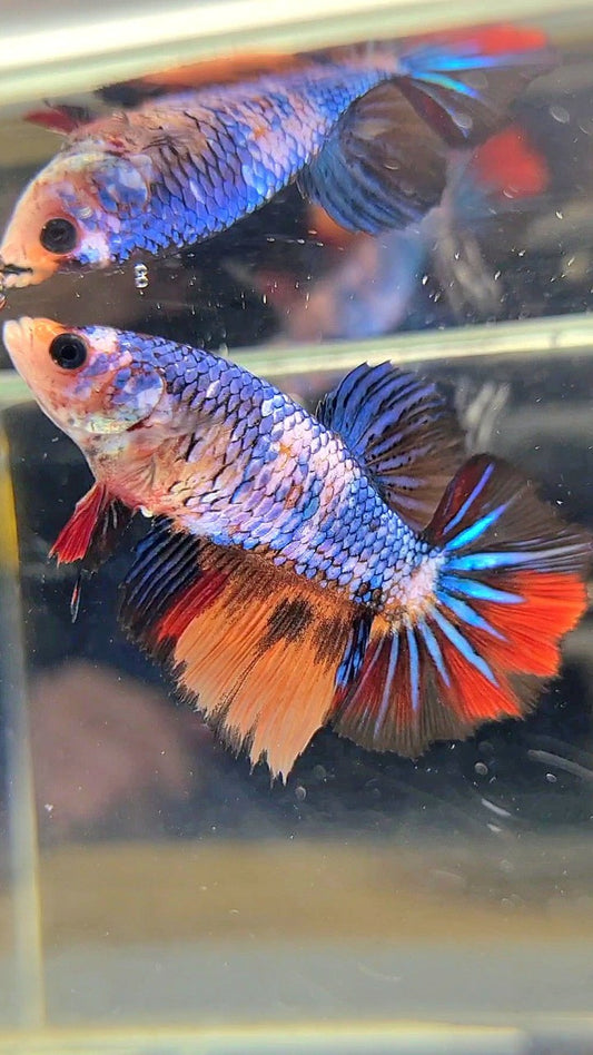 FEMALE HALFMOON ROSETAIL BLUE YELLOW MULTICOLOR BETTA FISH