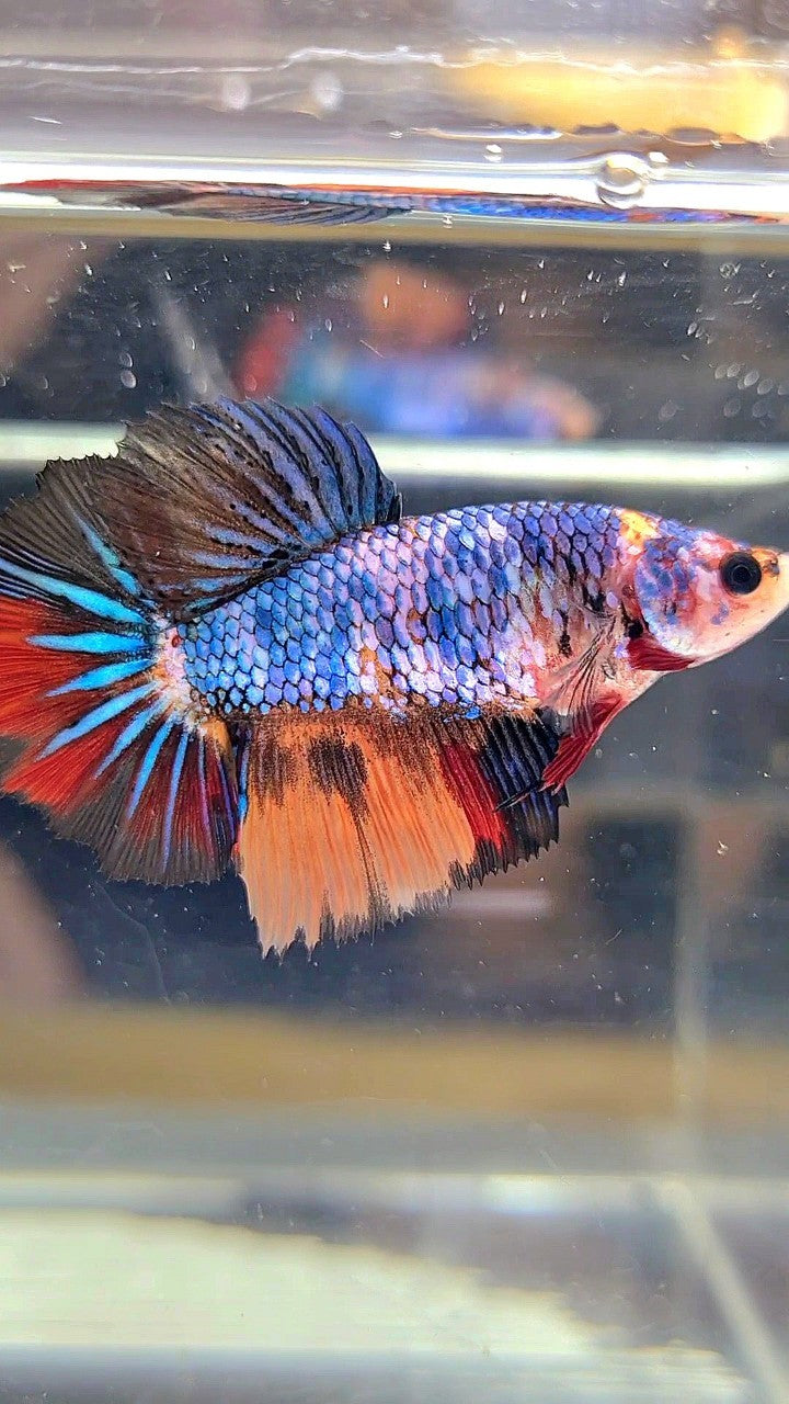 FEMALE HALFMOON ROSETAIL BLUE YELLOW MULTICOLOR BETTA FISH