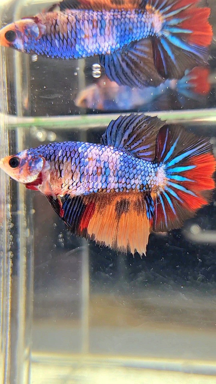 FEMALE HALFMOON ROSETAIL BLUE YELLOW MULTICOLOR BETTA FISH