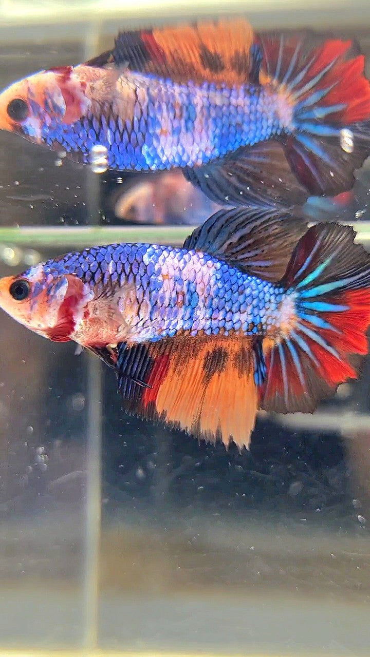 FEMALE HALFMOON ROSETAIL BLUE YELLOW MULTICOLOR BETTA FISH