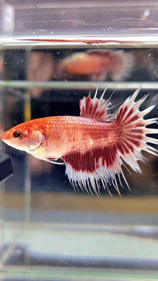 XL FEMALE CROWNTAIL HALFMOON RED SILVER BETTA FISH