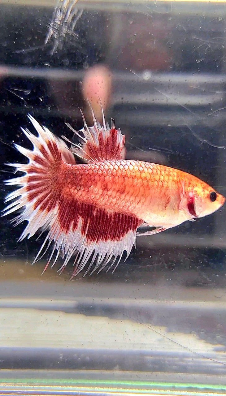 XL FEMALE CROWNTAIL HALFMOON RED SILVER BETTA FISH