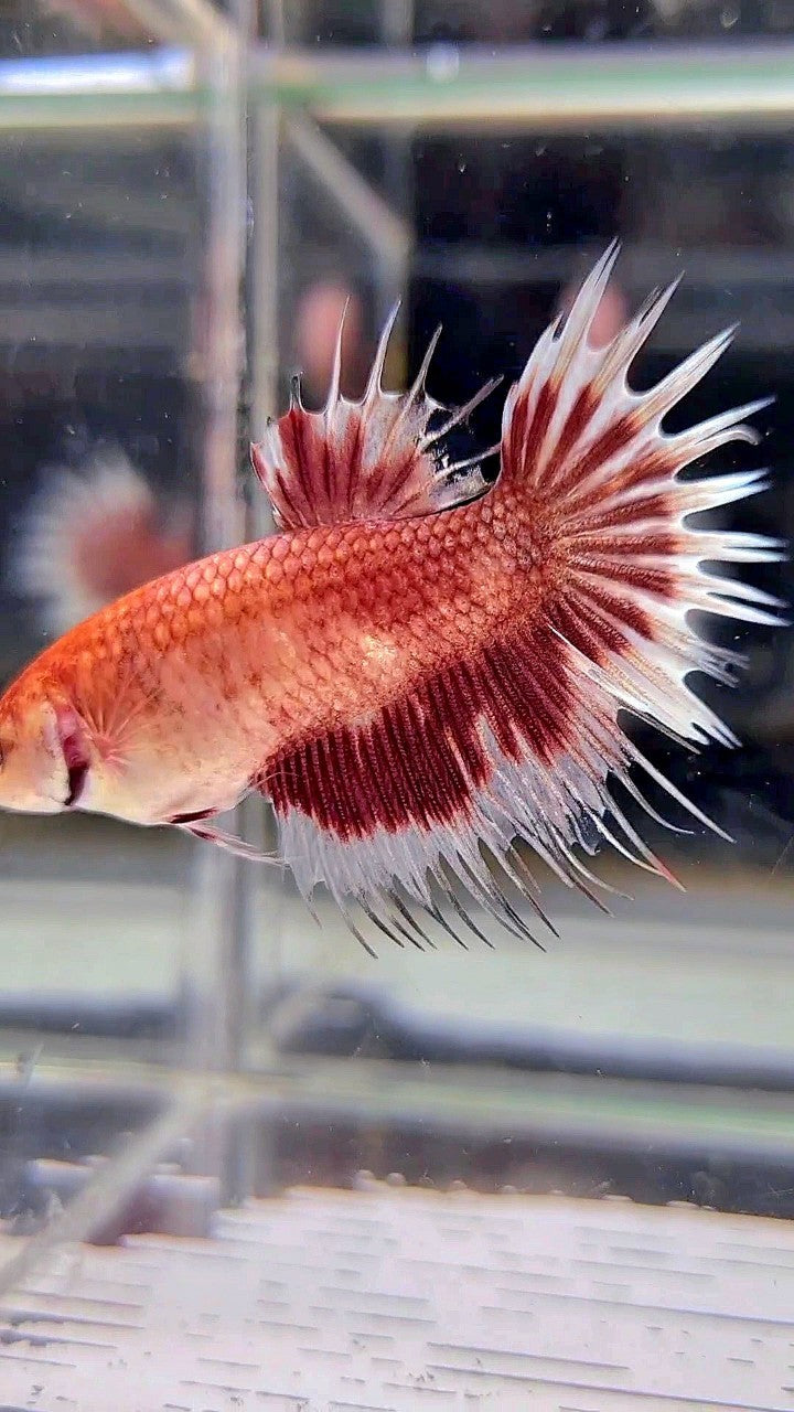 XL FEMALE CROWNTAIL HALFMOON RED SILVER BETTA FISH