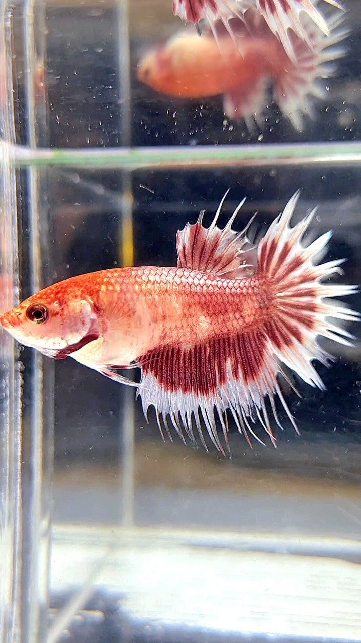 XL FEMALE CROWNTAIL HALFMOON RED SILVER BETTA FISH