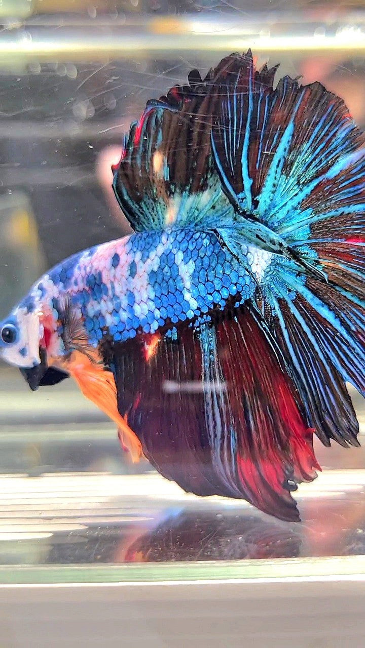 XL HALFMOON ROSETAIL BLUE BLACK FANCY MULTICOLOR BETTA FISH