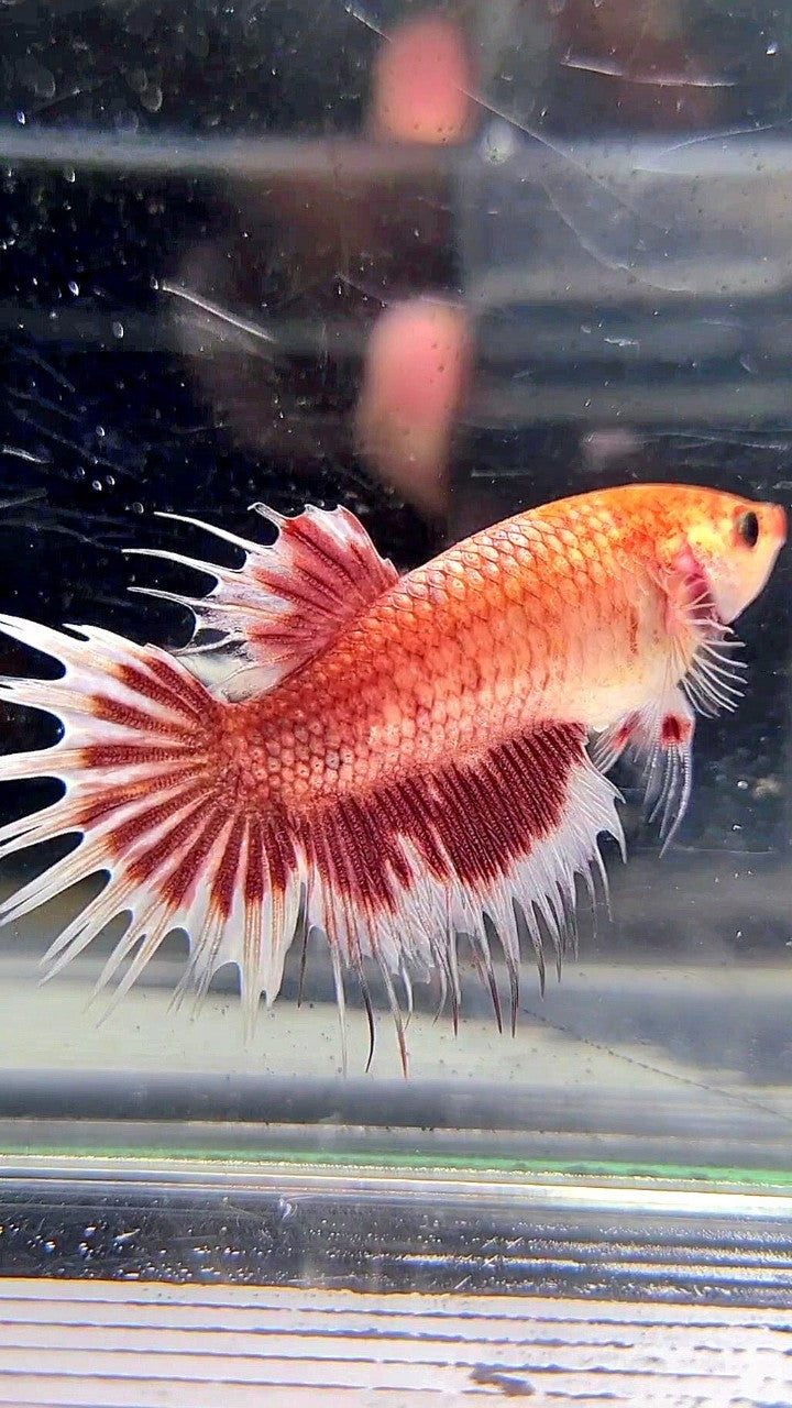 XL FEMALE CROWNTAIL HALFMOON RED SILVER BETTA FISH