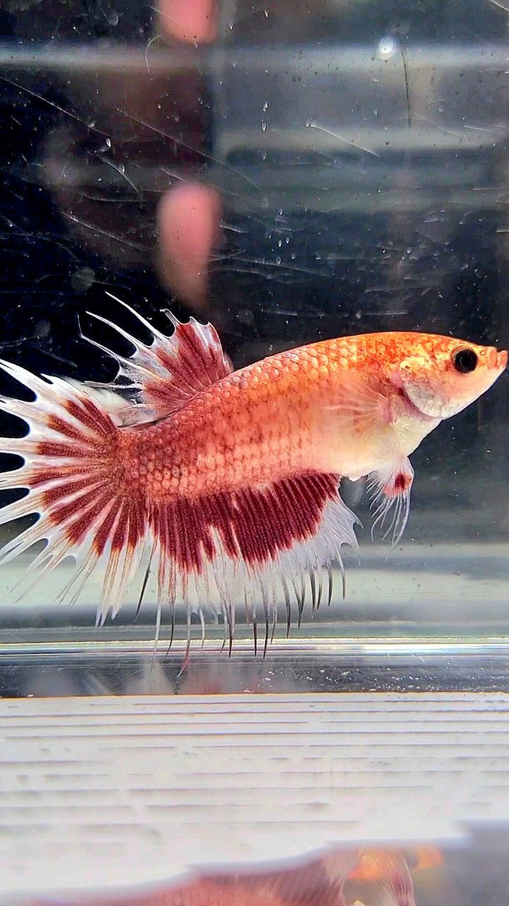 XL FEMALE CROWNTAIL HALFMOON RED SILVER BETTA FISH