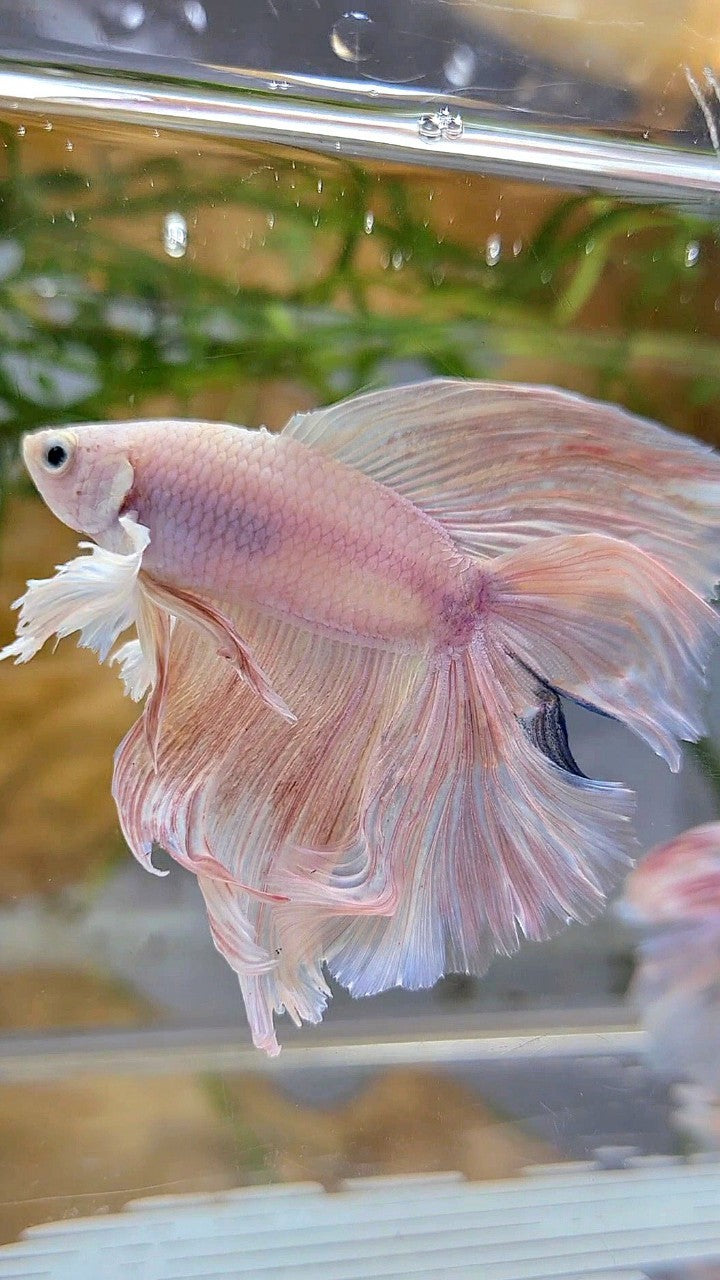 HALFMOON DOUBLE TAIL DUMBO EAR WHITE PINK FLAMINGGO BETTA FISH