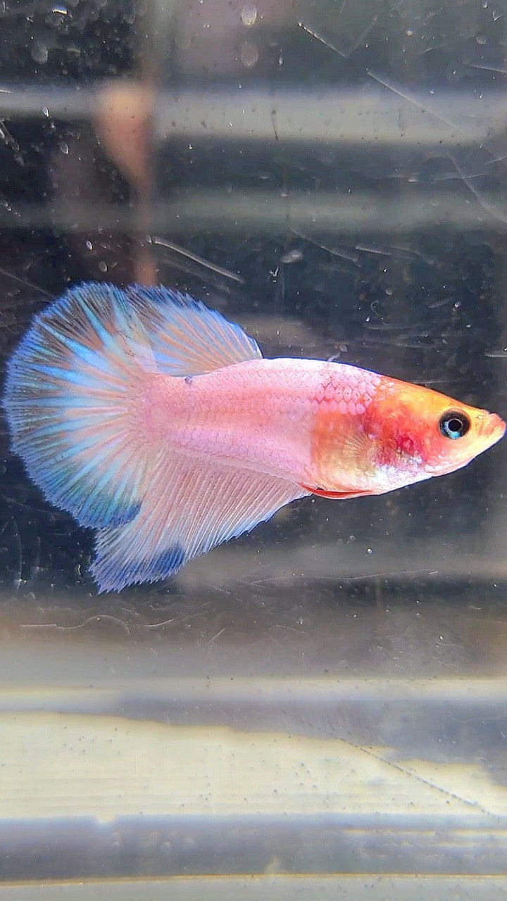 FEMALE HALFMOON WHITESCALE FANCY BETTA FISH