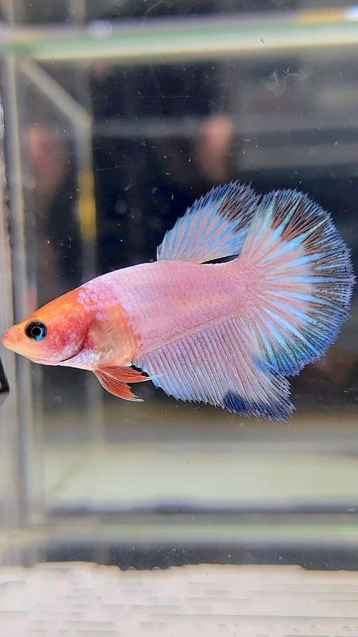 FEMALE HALFMOON WHITESCALE FANCY BETTA FISH