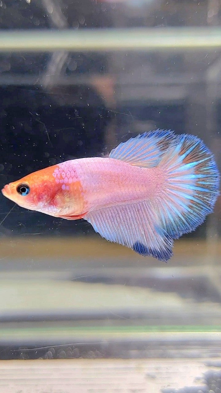 FEMALE HALFMOON WHITESCALE FANCY BETTA FISH