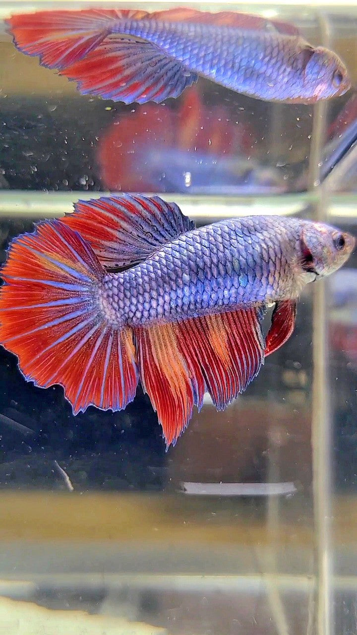 FEMALE HALFMOON ROSETAIL BLUE FIRE FANCY MULTICOLOR BETTA FISH