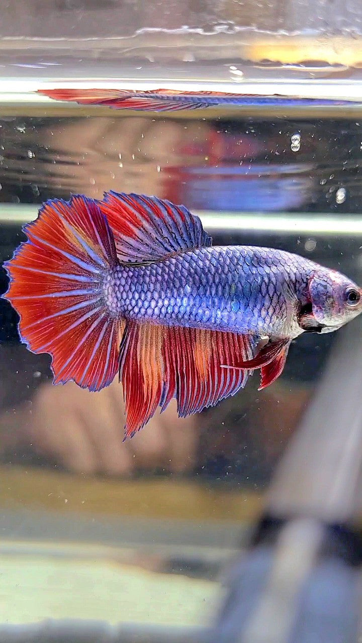 FEMALE HALFMOON ROSETAIL BLUE FIRE FANCY MULTICOLOR BETTA FISH