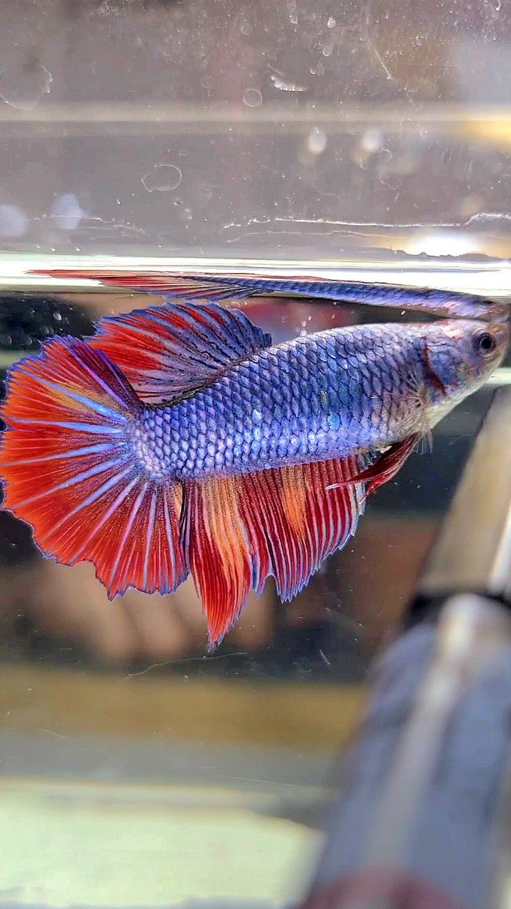 FEMALE HALFMOON ROSETAIL BLUE FIRE FANCY MULTICOLOR BETTA FISH