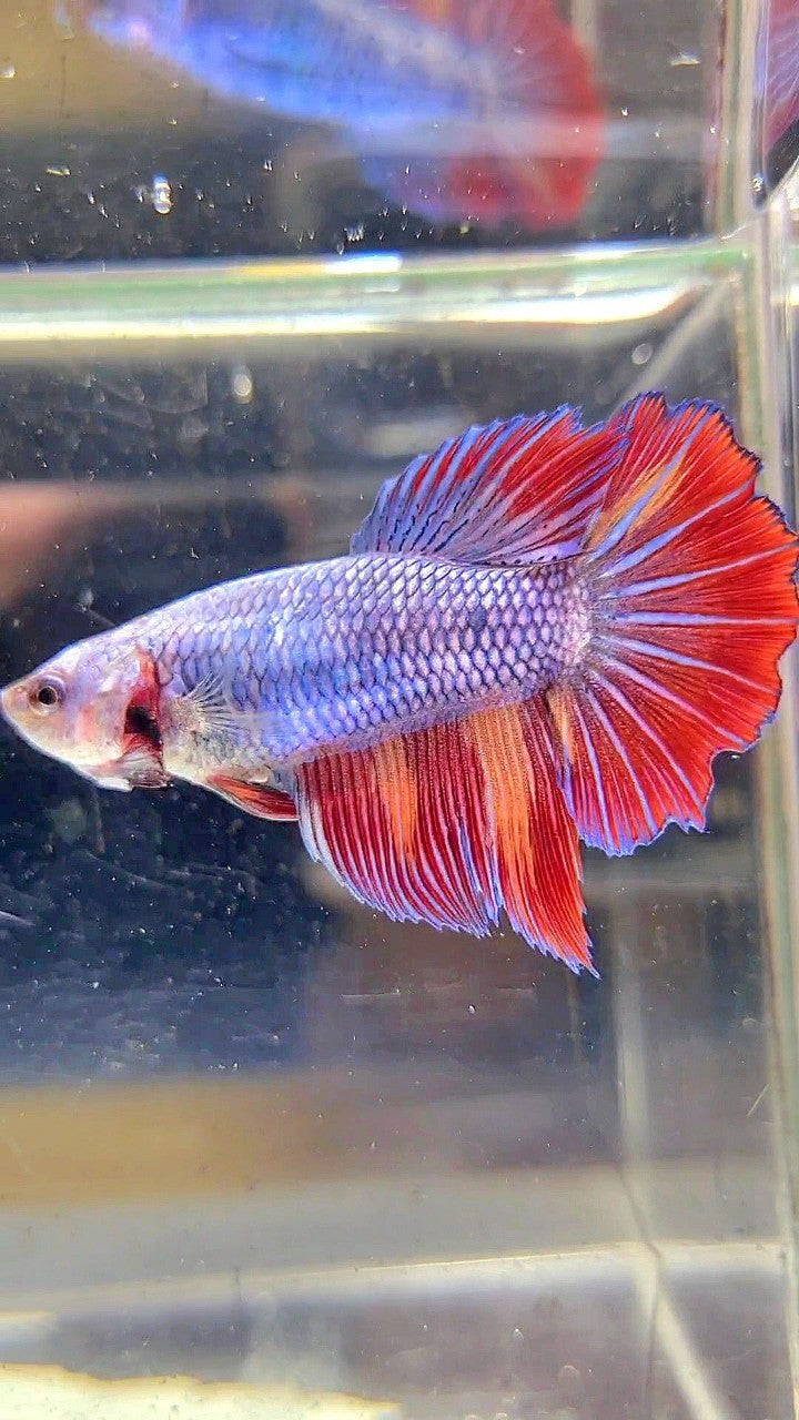 FEMALE HALFMOON ROSETAIL BLUE FIRE FANCY MULTICOLOR BETTA FISH