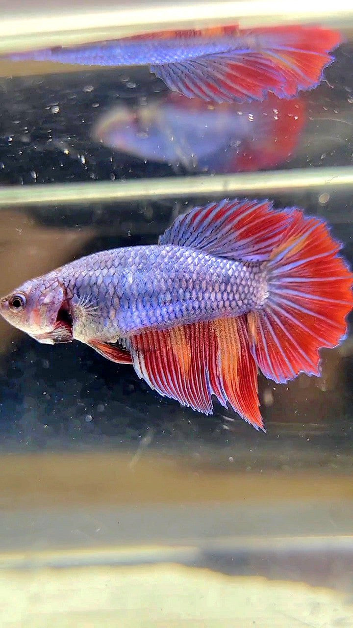 FEMALE HALFMOON ROSETAIL BLUE FIRE FANCY MULTICOLOR BETTA FISH