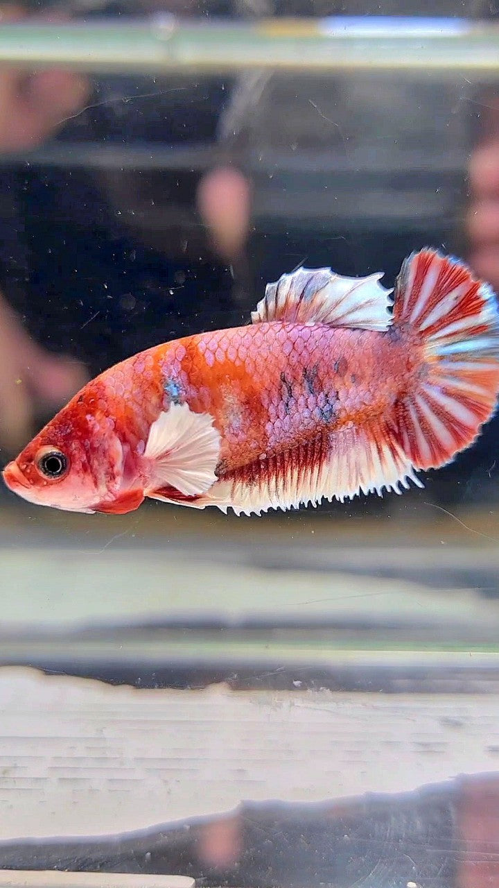 FEMALE PLAKAT DUMBO EAR RED MULTICOLOR BETTA FISH