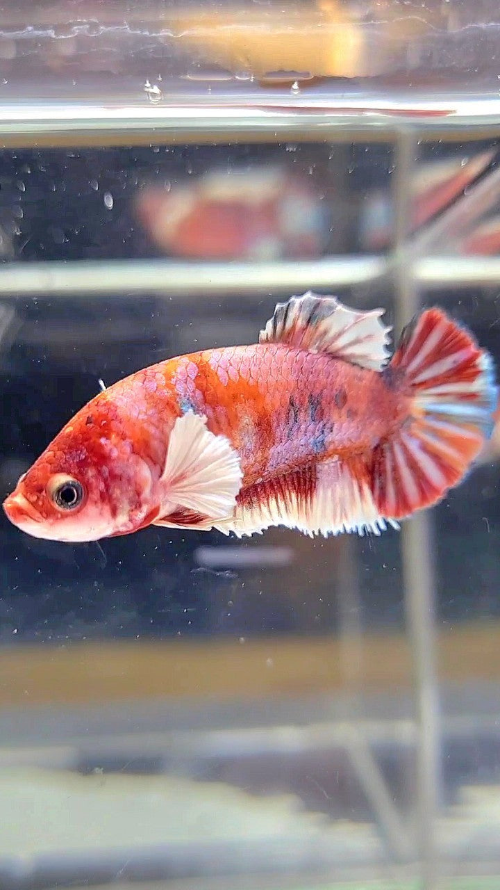 FEMALE PLAKAT DUMBO EAR RED MULTICOLOR BETTA FISH