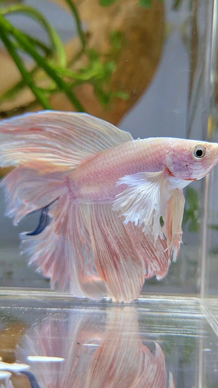 HALFMOON DOUBLE TAIL DUMBO EAR WHITE PINK FLAMINGGO BETTA FISH