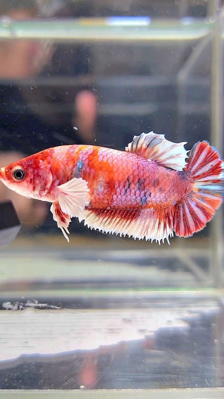 FEMALE PLAKAT DUMBO EAR RED MULTICOLOR BETTA FISH