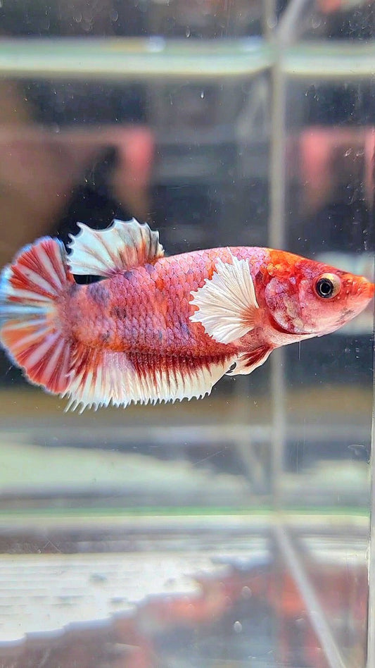 FEMALE PLAKAT DUMBO EAR RED MULTICOLOR BETTA FISH