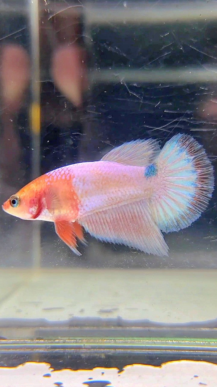 FEMALE HALFMOON PINK WHITESCALE BETTA FISH