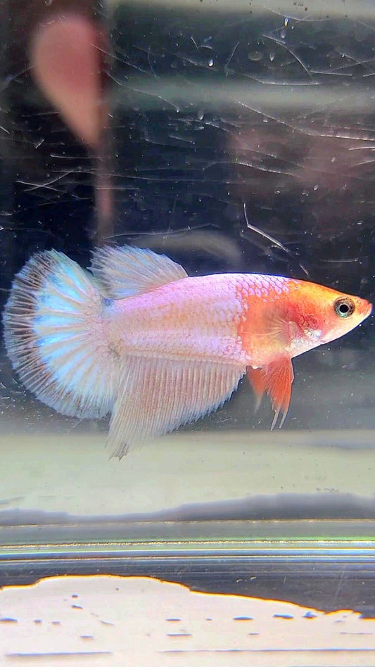 FEMALE HALFMOON PINK WHITESCALE BETTA FISH