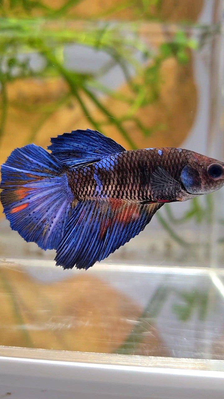 FEMALE HALFMOON ROSETAIL BLACK GALAXY BLUE AVATAR BETTA FISH