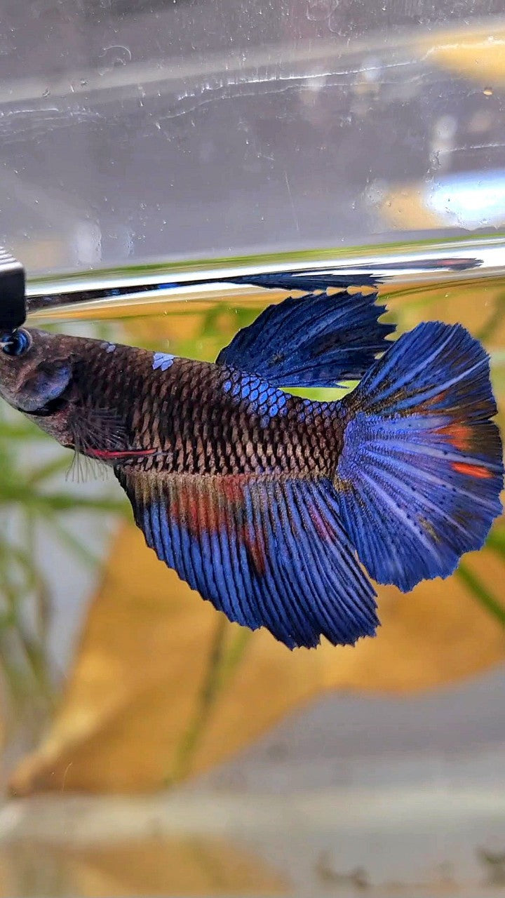 FEMALE HALFMOON ROSETAIL BLACK GALAXY BLUE AVATAR BETTA FISH