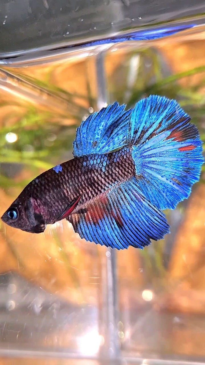 FEMALE HALFMOON ROSETAIL BLACK GALAXY BLUE AVATAR BETTA FISH