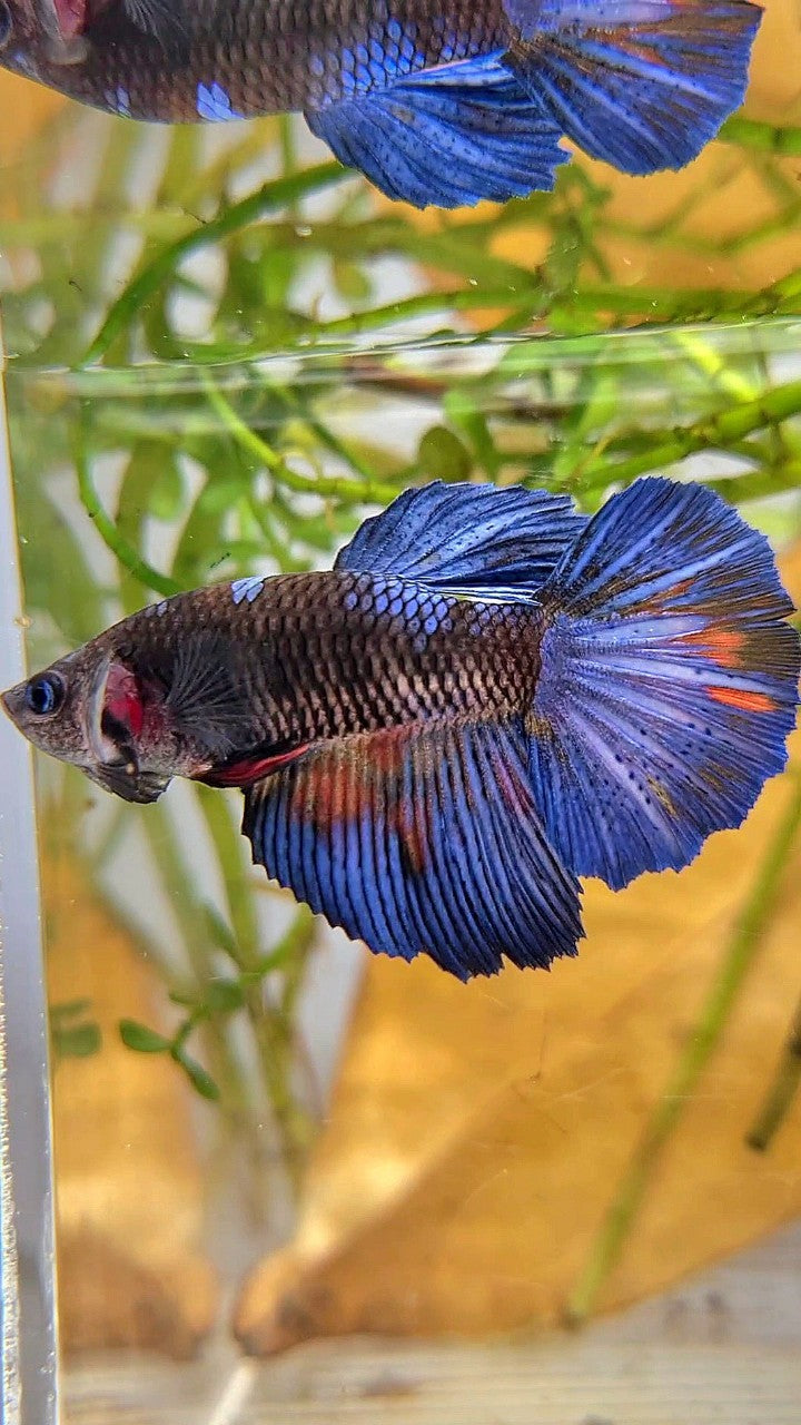 FEMALE HALFMOON ROSETAIL BLACK GALAXY BLUE AVATAR BETTA FISH